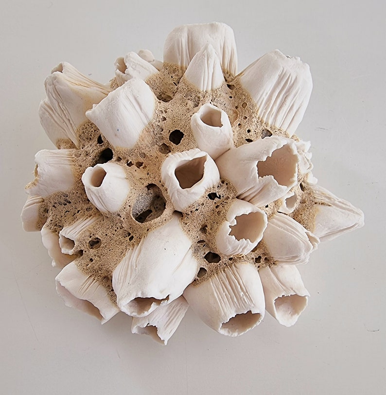 Handmade barnacles porcelain, handmade barnacles made of porcelain. Ceramics image 3