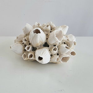 Handmade barnacles porcelain, handmade barnacles made of porcelain. Ceramics image 5