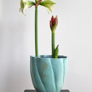Può includere: Un vaso di ceramica turchese con un design scanalato contiene due steli di amarillis. Uno stelo porta un paio di fiori bianchi e verdi, mentre l'altro ha un bocciolo rosso. Il vaso è su una superficie nera.
