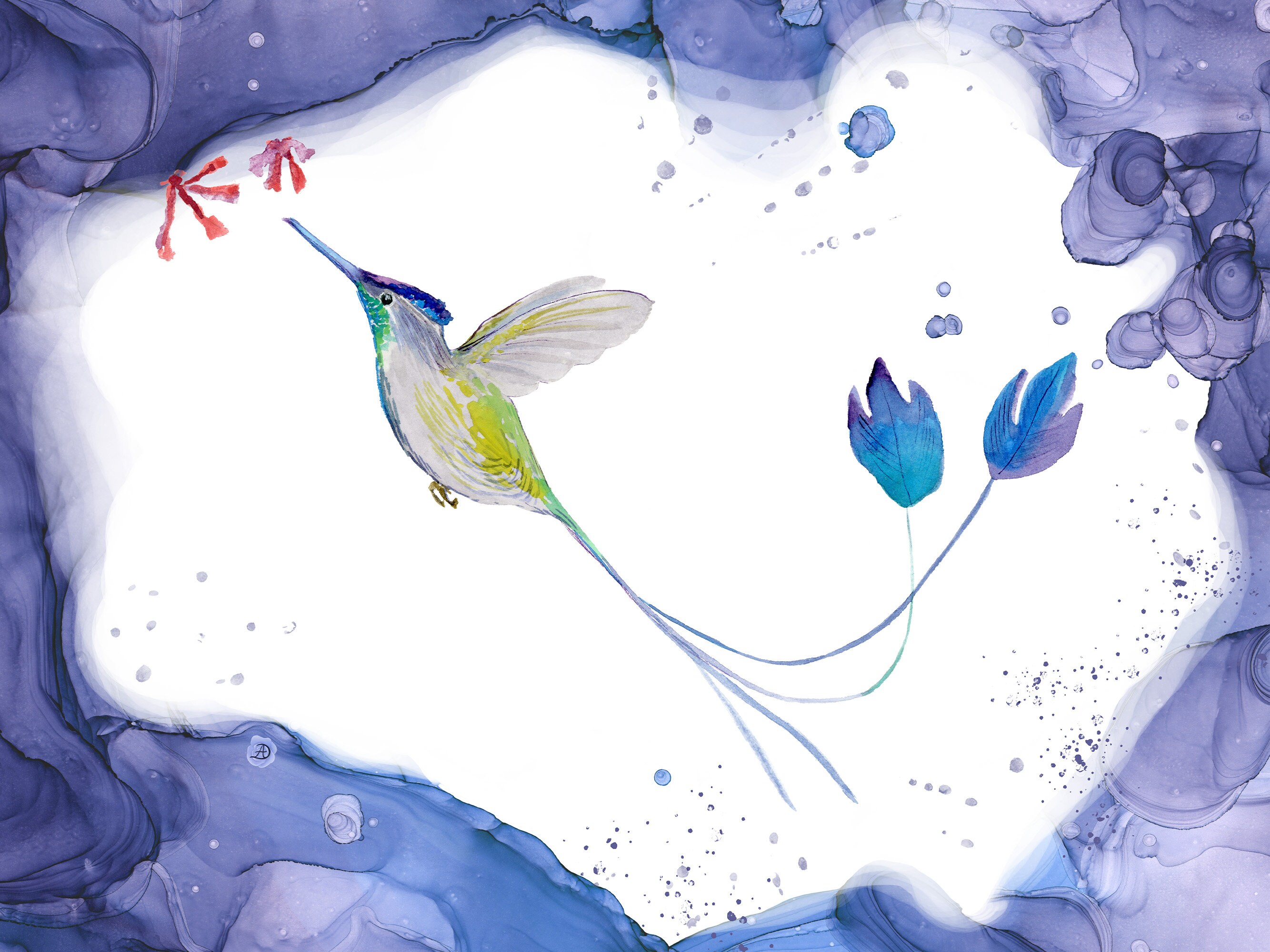 Spatuletail Hummingbird Drawing