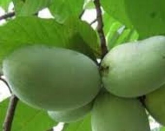 4 paw paw trees small  fruit bearing live trees native to US exotic sweet custard fruit pawpaw