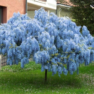 Two LIVE Blue moon Wisteria trees 1-2 ft tall now cascading fragrant beautiful  blooms stunning FAST grower ready to plant now