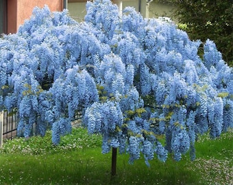 Two LIVE Blue moon Wisteria trees 1-2 ft tall now cascading fragrant beautiful  blooms stunning FAST grower ready to plant now