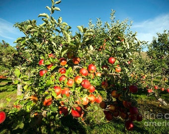 One LIVE semi dwarf Gala apple tree 2-3ft tall now delicious SWEET autumn fruit ready to plant now