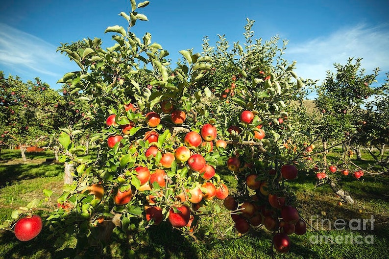 2 Live Gala Apple Tree Saplings SWEET Semi Dwarf Autumn Fruit Etsy