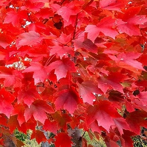 One LIVE fire Red Maple tree 2-3ft tall now beautiful RED crimson autumn FALL color free shipping