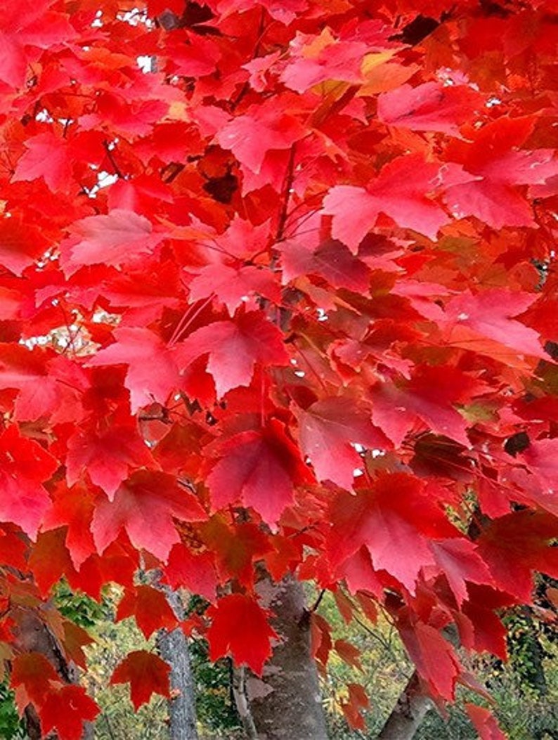 2 Red Maple Trees Live Trees Plant Now Beautiful Colors Etsy