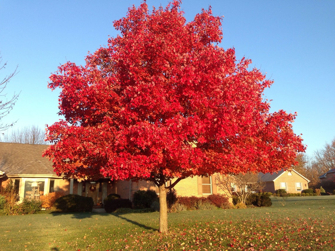 2 Red Maple Trees Live Trees Plant Now Beautiful Colors Etsy