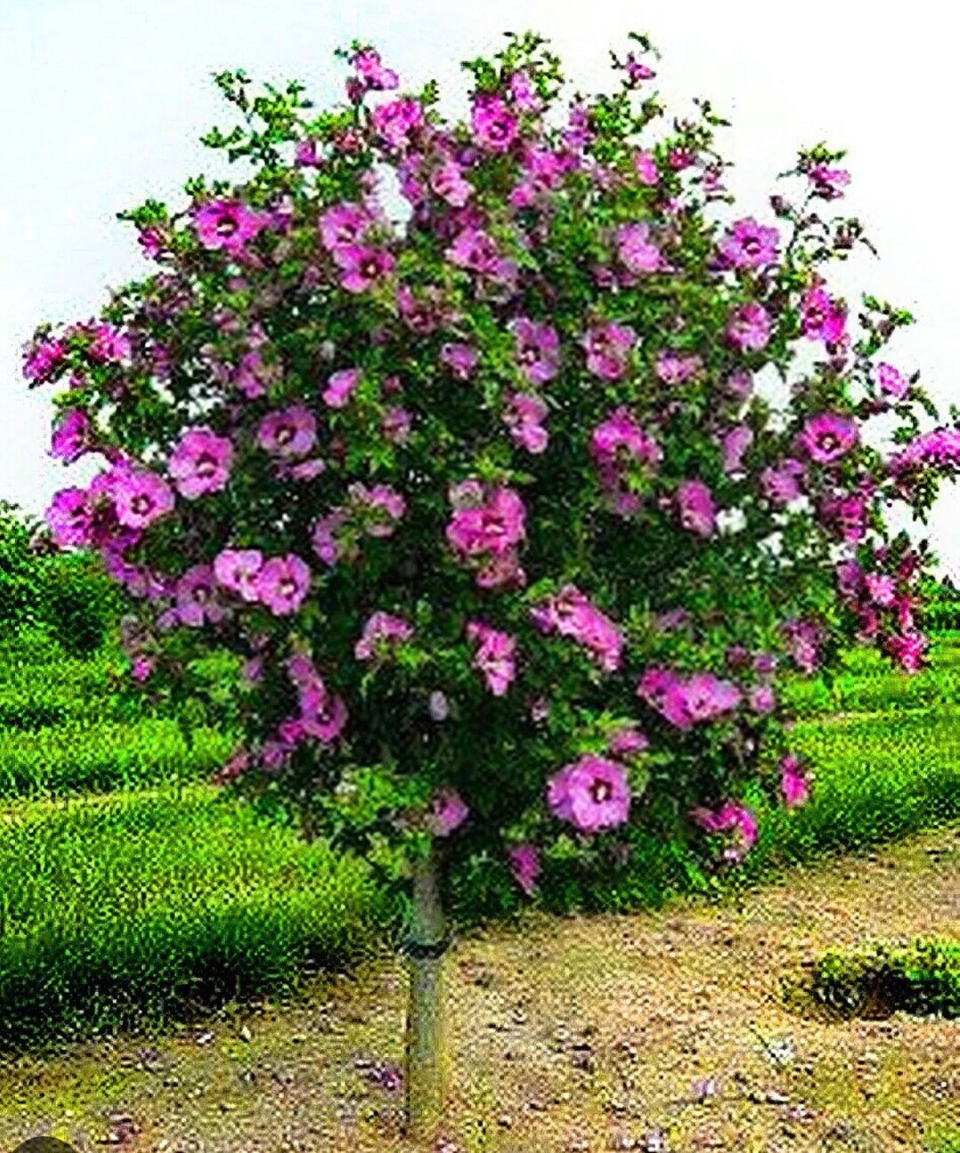 2 Double PURPLE Rose of Sharon Hibiscus Althea Trees Beautiful Purple ...