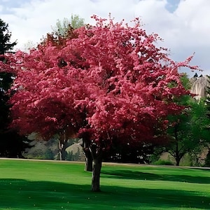 May include: A vibrant tree with abundant pink blossoms stands on a lush green lawn. The tree's branches are laden with flowers, creating a full, rounded shape. The sky is a mix of blue and white, and other trees are visible in the background.