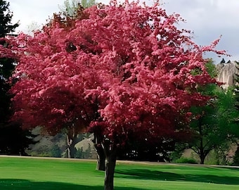 2 live southern PINK flower crabapple trees 2 ft tall easy to grow