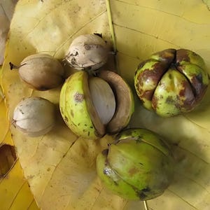 May include: Close-up of pecan nuts in various stages of ripeness. Some are still in their green husks, while others have opened to reveal the brown nut inside. The nuts are resting on a yellow leaf.