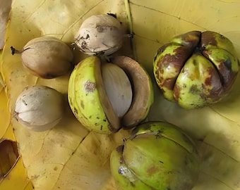 2 live shagbark HICKORY  trees 2 ft tall now edible delicious nuts FREE shipping