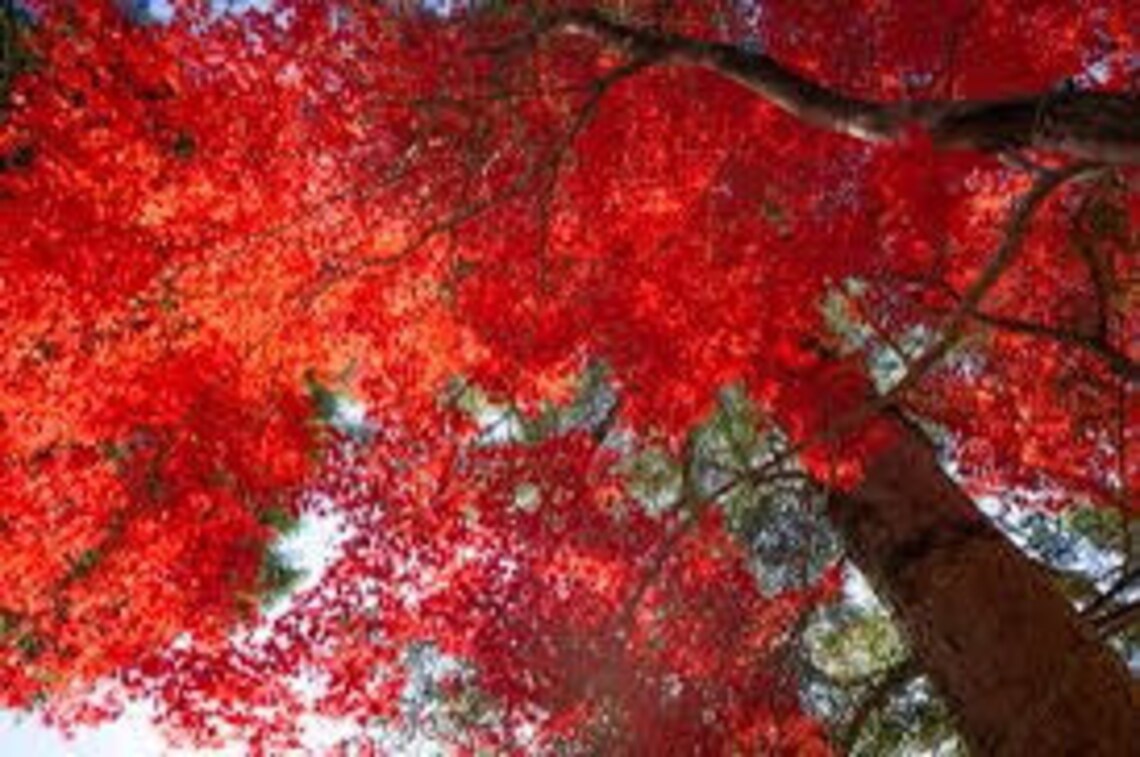 2 Red Maple Trees Live Trees Plant Now Beautiful Colors Etsy