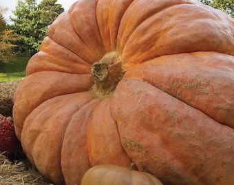 40 atlantic GIANT pumpkin seeds worlds largest pumpkins free shipping