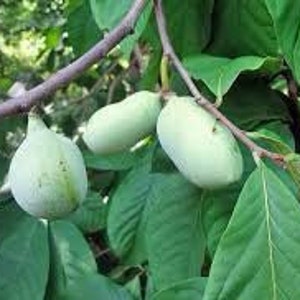 4 small paw paw trees fruit orchard  live trees native to US exotic custard fruit plant now !