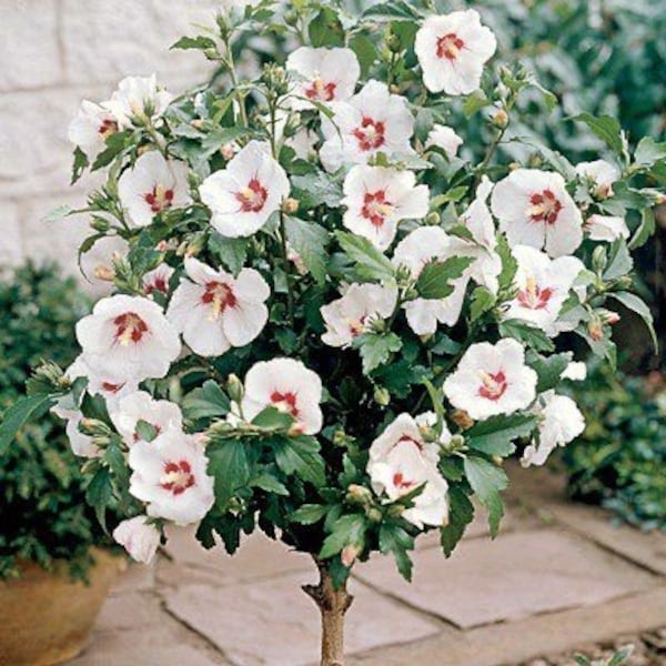 2 “red heart “ WHITE Rose of Sharon trees Althea beautiful showy creamy white  flowers red center FREE shipping