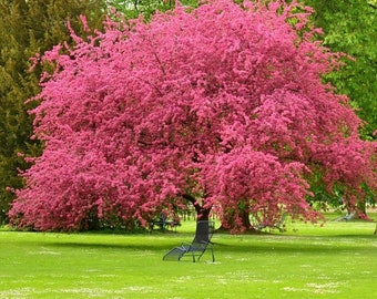 One live Princess PINK flowering Dogwood tree 2ft tall abundant beautiful PINK red blooms flowers ready to plant now