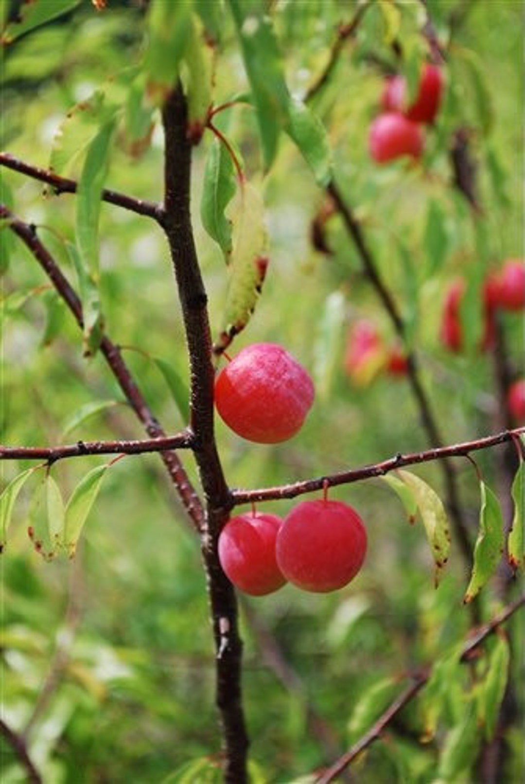 2 LIVE Chickasaw PLUM Trees Sweet Edible Ornamental Fruit Trees Self Pollinating 23 Ft Tall Now