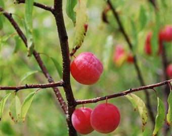 2 LIVE Chickasaw PLUM trees sweet  edible ornamental fruit trees self pollinating 2-3 ft tall now