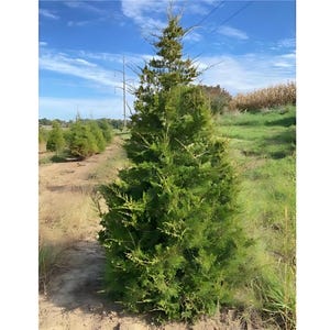 May include: A row of young evergreen trees, with vibrant green foliage, are planted along a dirt path. The trees are under a bright blue sky with scattered clouds. Power lines are visible in the background, and the scene is set in a rural landscape.
