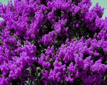 2 STUNNING purple Crape crepe myrtle trees shrubs showy blooms beautiful deep purple flowers bloom 2 times a year