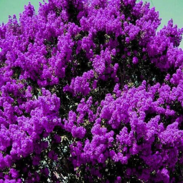 2 STUNNING purple Crape crepe myrtle trees shrubs showy blooms beautiful deep purple flowers bloom 2 times a year
