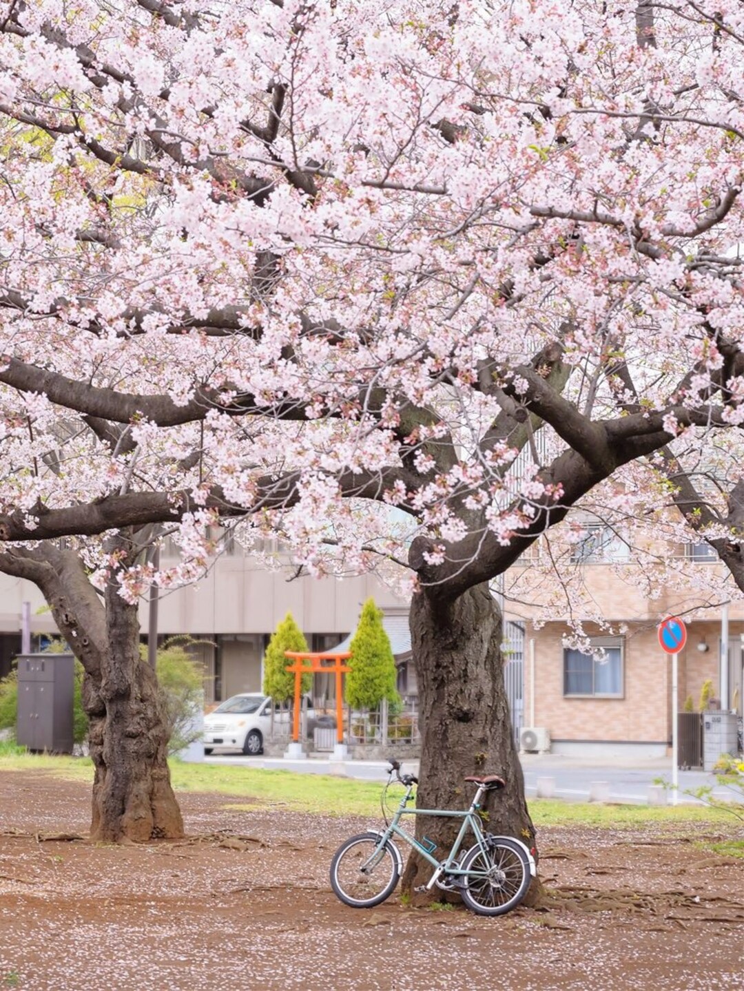 One Beautiful Pink and White YOSHINO CHERRY Blossom Tree Live Saplings