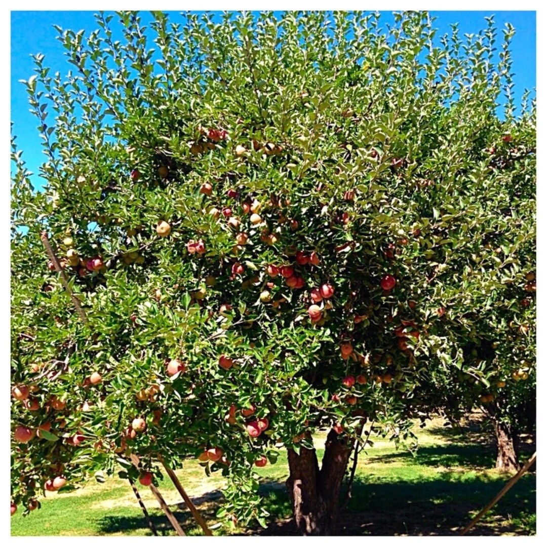 2 Live WINESAP Apple Trees Sweet Tangy Semi Dwarf Apple 23 Ft Tall Now