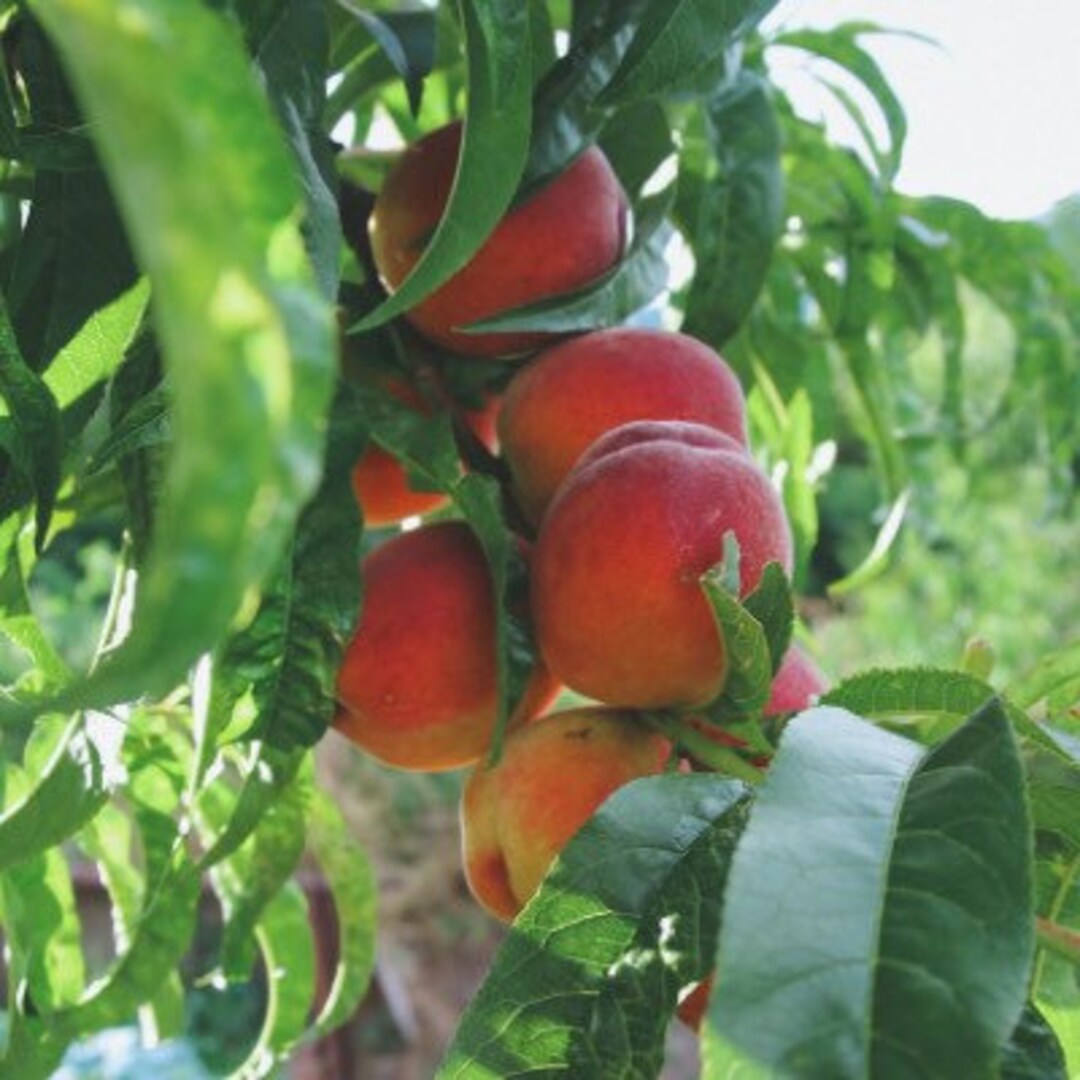Elberta Peach Tree Live Plant 23 Ft Tall Now Easy to Grow Large