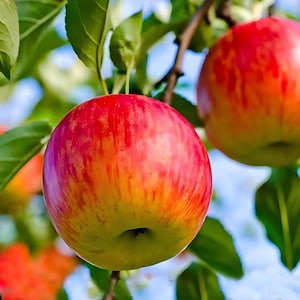2 FUJI apple trees sweet tangy semi dwarf apple 2 ft  tall now free shipping