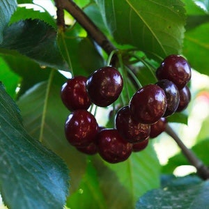 Two LIVE black mountain rum cherry trees 1-2 ft tall now sweet fruit ready to plant