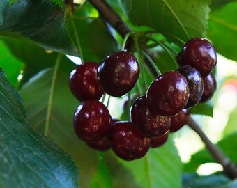 Two LIVE black mountain rum cherry trees 1-2 ft tall now sweet fruit ready to plant