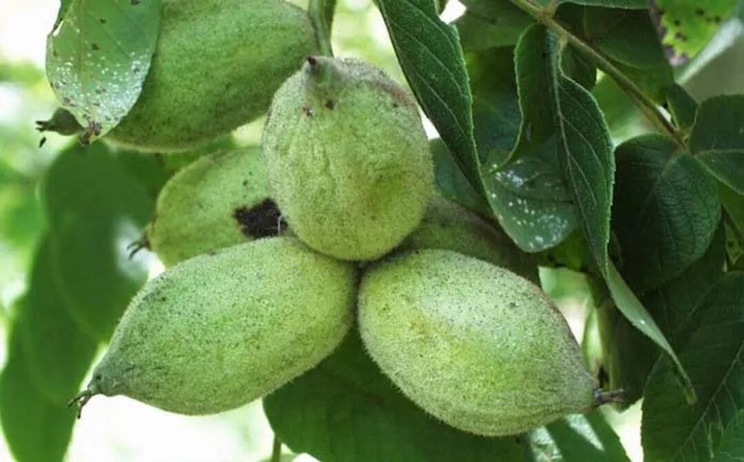 4 Live BUTTERNUT White Walnut Trees 2 Ft Tall Now Ready to Plant Now