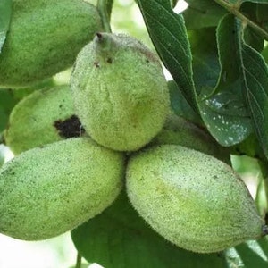May include: Close-up of green walnut husks growing on a tree branch. The husks are smooth and have a slightly fuzzy texture.
