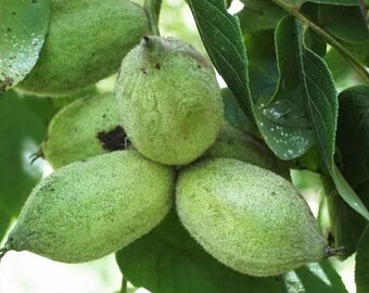 one live BUTTERNUT white walnut tree 2 ft tall now ready to plant now smooth mild butter flavored nuts FREE shipping