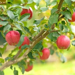One live HONEYCRISP apple tree sweet beautiful apple variety delicious fruit semi dwarf 2 ft tall now