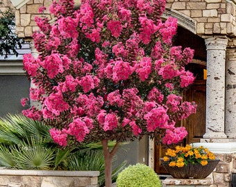 Two PINK velour Crape myrtle trees shrubs  showy blooms beautiful megenta pink  flowers bloom 2 times a year