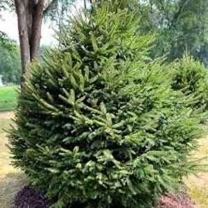 Pack of 5 live NORWAY spruce trees the holiday tree evergreen Christmas tree 2-3 ft tall now