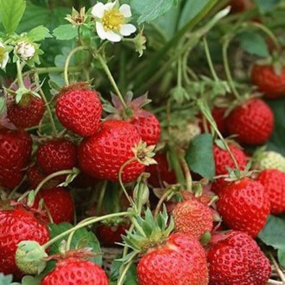 10 honeyoye strawberry plants high yielding sweet June