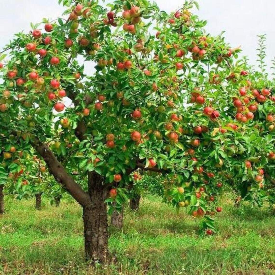 2 Pink Lady Semi Dwarf Apple Trees 23 Ft Tall Now SWEET Etsy UK
