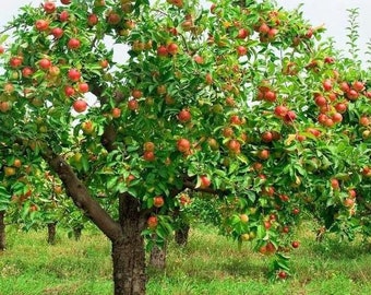 One live semi dwarf PINK apple tree 2-4 ft tall now sweet apples produces very quickly