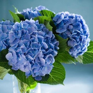 2 Nikko blue hydrangeas live plants / bushes splendid large ocean BLUE flower clusters