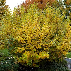 2 Witch hazel shrubs live trees grow your own low maintenance YELLOW spidery flowers FREE shipping!