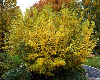 4 live Witch hazel shrubs grow your own low maintenance YELLOW spidery flowers FREE shipping