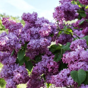 two live old fashioned Purple LILAC bush beautiful fragrant large PURPLE blooms 2ft tall now ready to plant