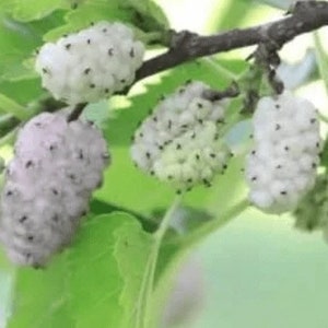 4 live white mulberry trees 2-3 ft tall now abundant SWEET berries easy to grow native fruit FREE shipping