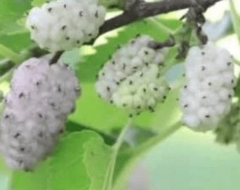 4 live white mulberry trees 2-3 ft tall now abundant SWEET berries easy to grow native fruit FREE shipping