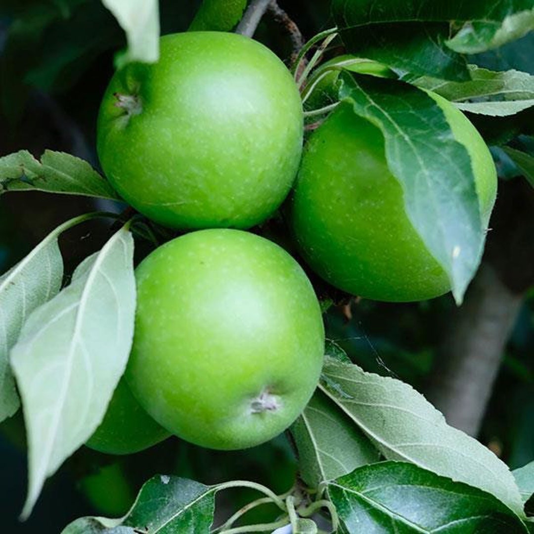 2 Live 23ft GRANNY SMITH Apple Tree Semi Dwarf Sweet Tangy Apple