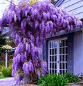 1 live small PURPLE Wisteria vine cascading fragrant blooms stunning FAST grower bonsai